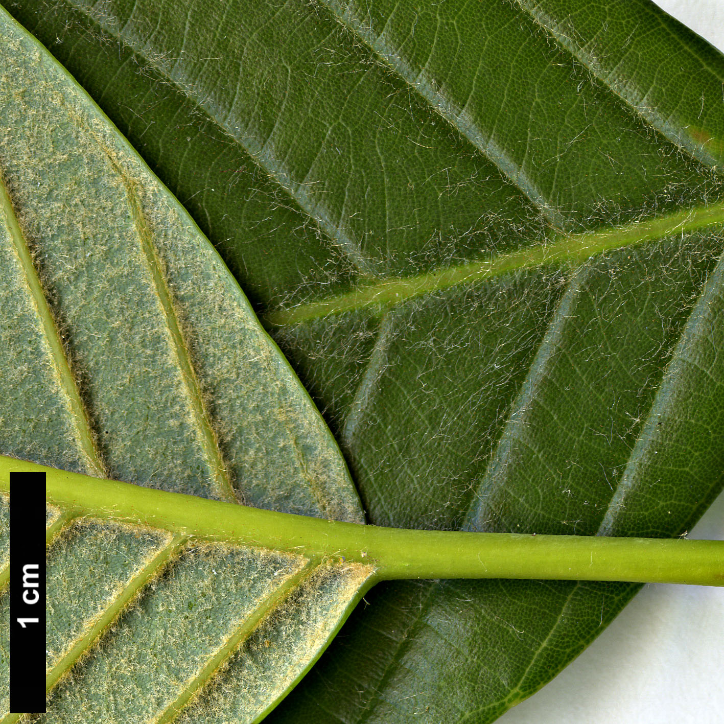 High resolution image: Family: Fagaceae - Genus: Quercus - Taxon: lamellosa